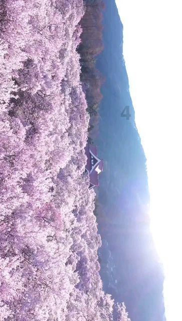 卡通考拉救援